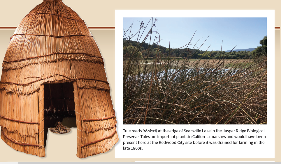 Tule Jasper Ridge Biological Preserve (photo credit: Nona Chiariello Tule Jasper Ridge Biological Preserve (photo credit: Nona Chiariello